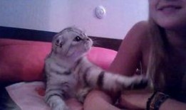 小花猫视频,小花猫的欢乐视频大揭秘